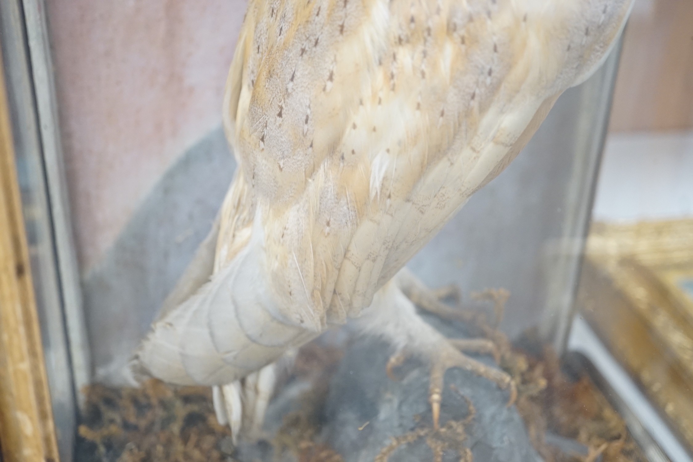 A Victorian cased taxidermy barn owl, 48cm